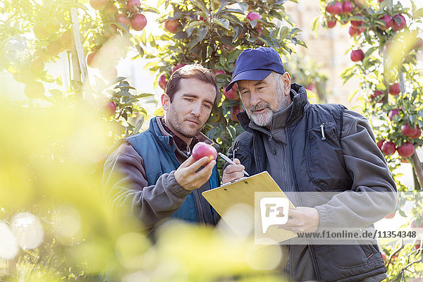 Männliche Bauern mit Klemmbrett  die den roten Apfel im Obstgarten untersuchen.