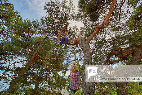 Young boy sitting in tree  his friend climbing rope ladder on tree to join him