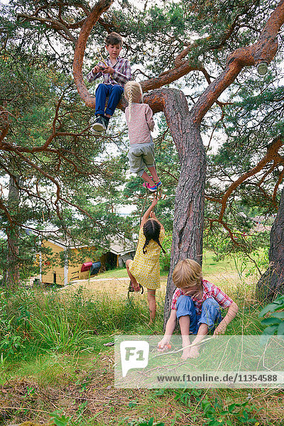 Gruppe junger Freunde spielt im Freien  klettert auf einen Baum