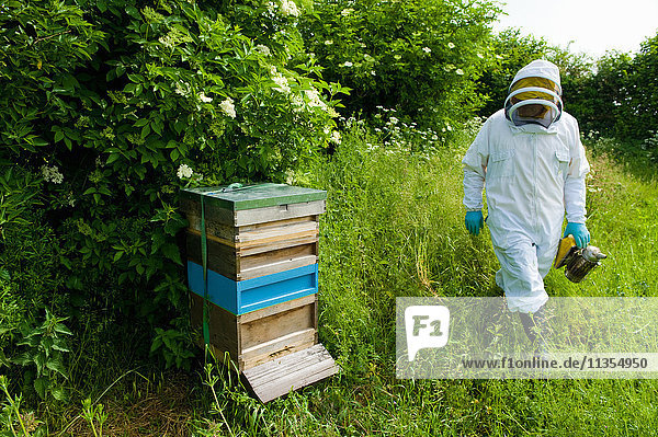 Imker mit Schutzkleidung nähert sich Bienenstock