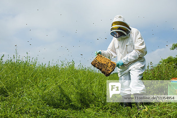 Imker in Schutzkleidung bei der Kontrolle des Bienenstocks