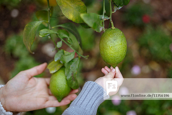 Hände von Mutter und Tochter berühren Zitronen am Baum