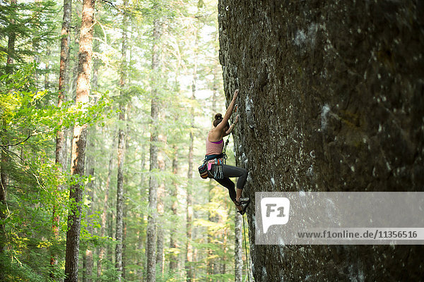 Junge weibliche Felskletterin klettert an einer Felswand im Wald  Mount Hood National Forest  Oregon  USA