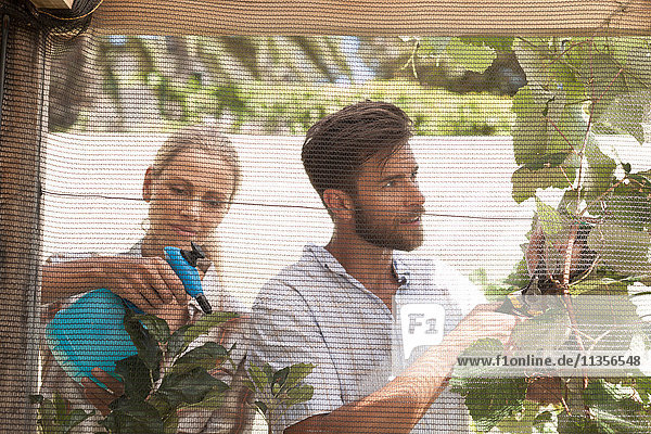 Reifes Paar im Garten  das sich um die Pflanzenpflege kümmert