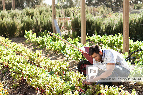 Reifer Mann  der sich um Pflanzen im Gemüsebeet kümmert