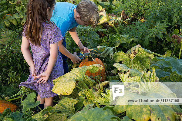 Young girl and boy in pumpkin patch  choosing pumpkin  rear view