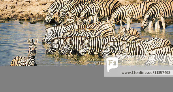 Zebras im Teich  Etoscha-Nationalpark  Namibia