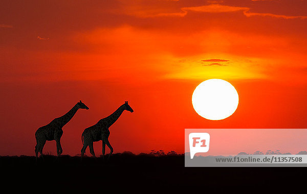 Giraffen bei Sonnenuntergang  Etoscha-Nationalpark  Namibia