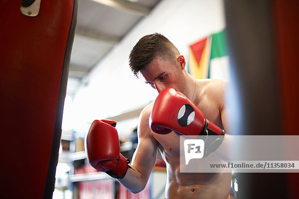 Boxer beim Training  mit Boxsack