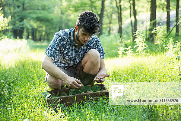 Man crouching to forage wild herbs in forest  Vogogna  Verbania  Piemonte  Italy