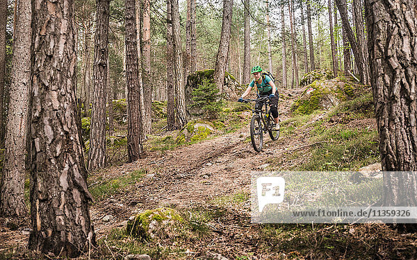 Woman mountain biking in forest  Bozen  South Tyrol  Italy