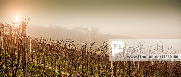 Panoramablick auf Reben und Weinberge im Nebel,  Weinregion Barolo,  Langhe,  Piemont. Italien