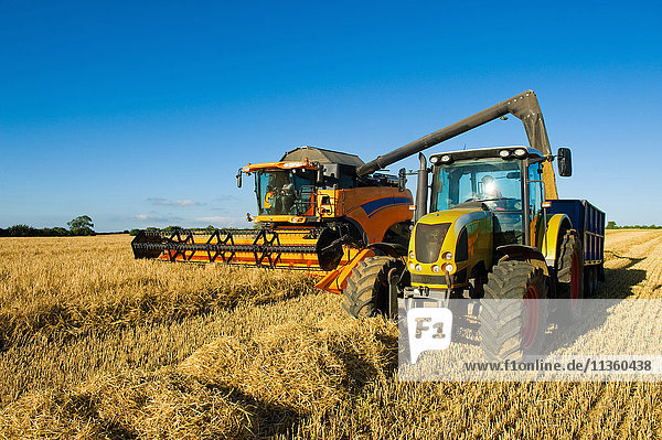 Landwirte fahren Traktor und Mähdrescher  um Weizenfeld zu ernten