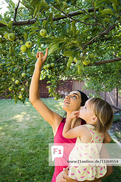 Mutter und Tochter im Garten  Blick auf Äpfel am Baum