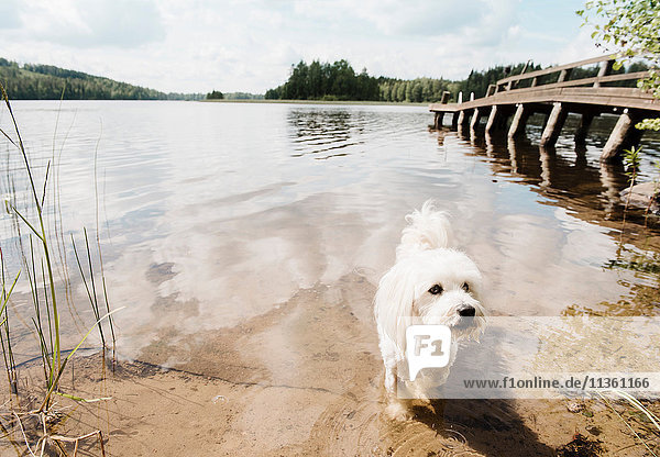 Coton de tulear Hund im See,  Orivesi,  Finnland