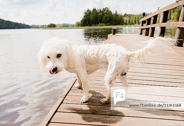 Porträt eines nassen coton de tulear Hundes am Seepier  Orivesi  Finnland