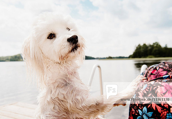 Coton de tulear Hund auf Hinterbeinen nach dem Schwimmen  Orivesi  Finnland