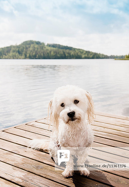 Porträt eines niedlichen coton de tulear Hundes am Pier sitzend  Orivesi  Finnland