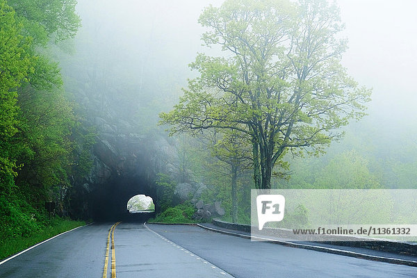 Tunnel on misty empty road  Shenandoah National Park  Virginia  USA