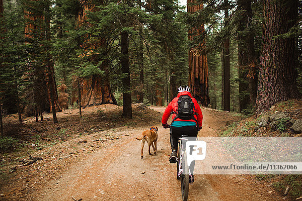 Pet dog running alongside cyclist  Sequoia National Park  California  USA