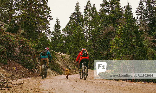 Haushund läuft neben Radfahrern  Sequoia-Nationalpark  Kalifornien  USA