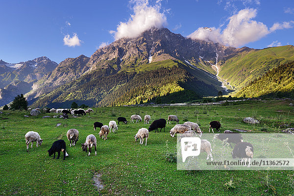 Schafbeweidung  Dorf Mazeri  Usba-Berg im Hintergrund  Kaukasus  Svaneti  Georgien