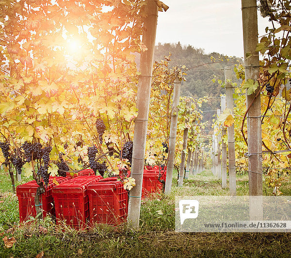 Dämmerung im Weinberg  rote Trauben von Nebbiolo  Barolo  Langhe  Cuneo  Piemont  Italien