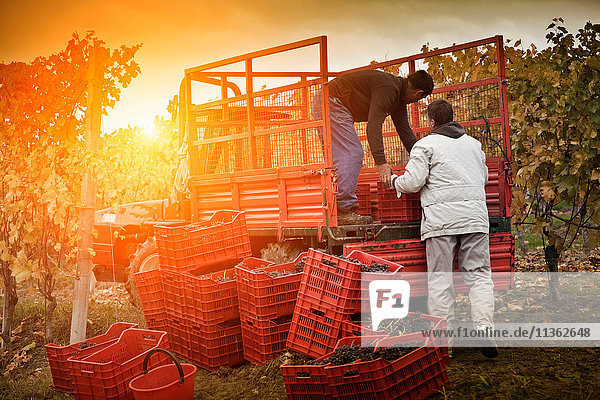 Arbeiter laden Kisten mit roten Nebbiolo-Trauben in Anhänger,  Barolo,  Langhe,  Cuneo,  Piemont,  Italien