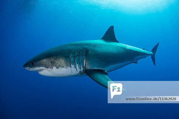 Weißer Hai nähert sich einem Stück Köder vor einem für Taucher aufgestellten Käfig  Insel Guadalupe  Mexiko