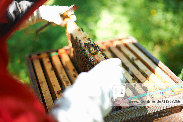 Beekeeper lifting hive frame  close-up