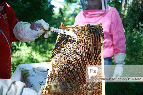 Beekeeper holding hive frame  close-up