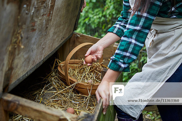 Frau sammelt Eier aus dem Hühnerstall