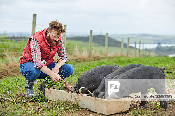 Man on farm feeding piglets