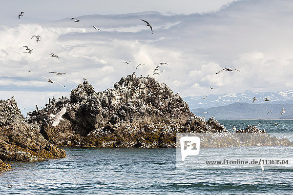 Möwen umfliegen Gull Island  Kachemak Bay  Alaska  USA