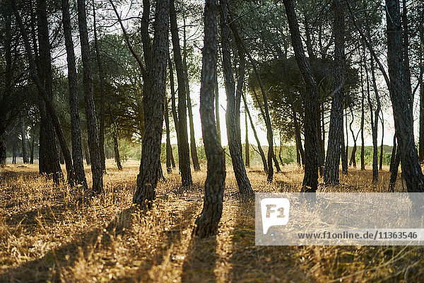 Sonnenlicht durch Bäume im Wald  Tudela de Duero  Spanien