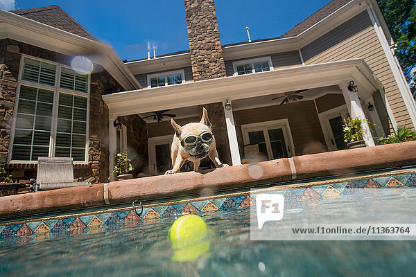 Hundebrille mit Blick in den Pool  Haus im Hintergrund  Berkeley Heights  New Jersey  USA