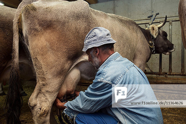 Senior male dairy farmer milking cow in shed  Sattelbergalm  Tyrol  Austria