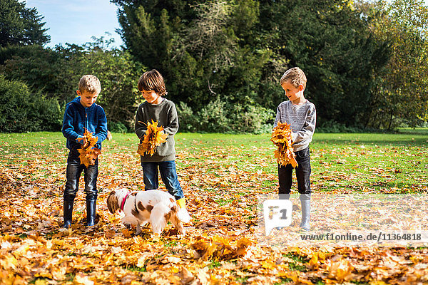 Drei Jungen spielen mit ihrem Hund im Freien und sammeln Herbstblätter