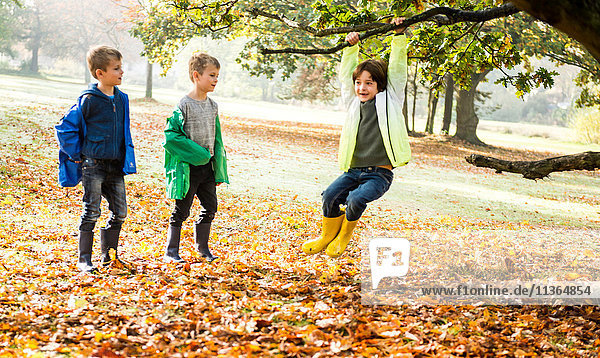 Drei Jungen im Park  im Herbst  ein Junge schwingt sich auf einem Baum