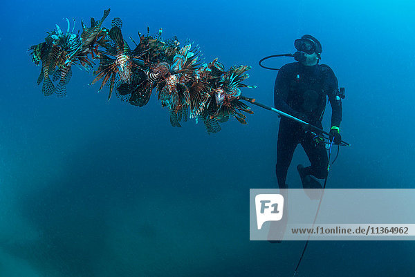 Taucher sammelt invasive Rotfeuerfische vom lokalen Riff