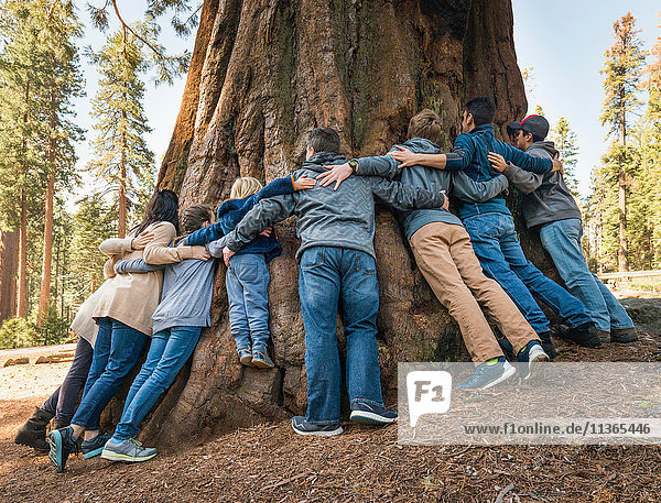 Gruppe von Menschen  die die Arme um einen Baum legen  Rückansicht  Sequoia-Nationalpark  Kalifornien  USA