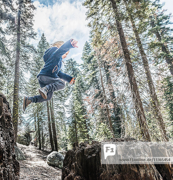 Junge springt im Wald  mittlere Luft  Sequoia-Nationalpark  Kalifornien  USA