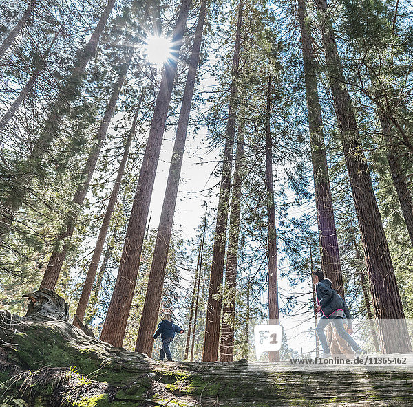 Drei Kinder laufen im Wald  Sequoia-Nationalpark  Kalifornien  USA