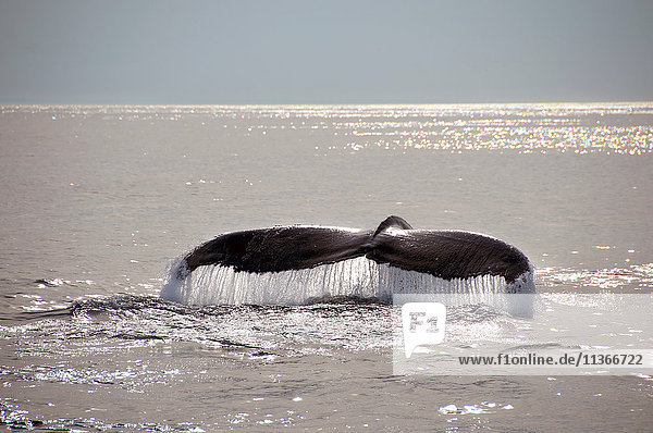 Buckelwal-Schwanz auf Wasseroberfläche  Provincetown  Massachusetts  USA
