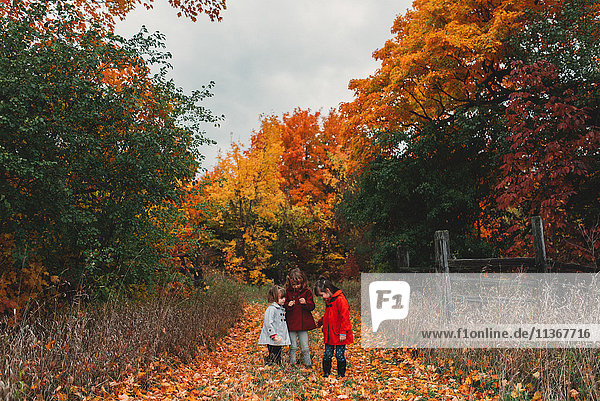 Zwei Mädchen und ihre kleine Schwester betrachten Herbstblätter auf einem ländlichen Pfad