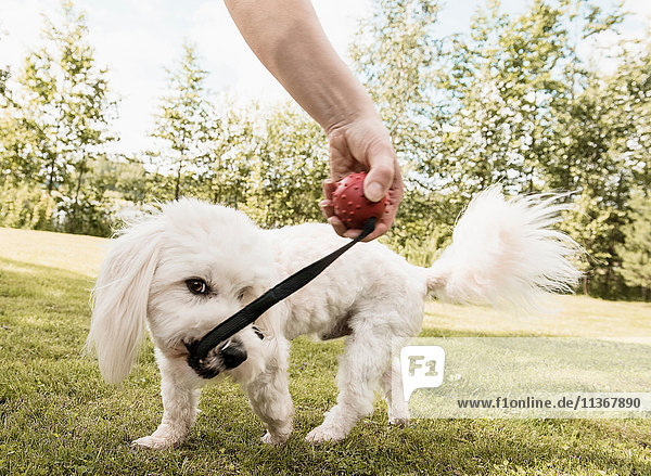 Coton de tulear Hund zieht im Garten Hundespielzeug von Frau  Orivesi  Finnland