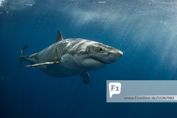 Weißer Hai umkreist das kristallblaue Wasser der Insel Guadalupe  Mexiko