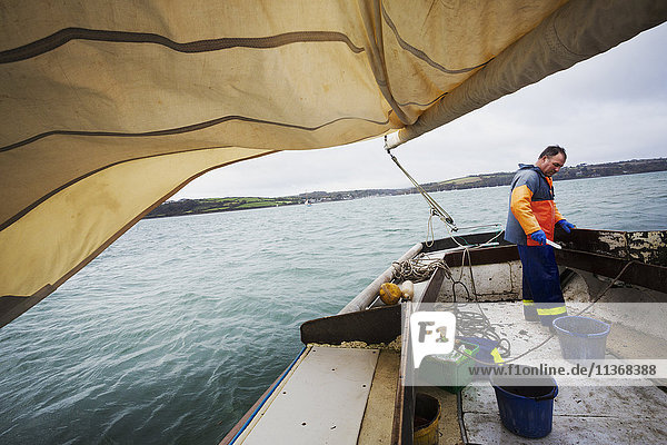 Traditionelle nachhaltige Austernfischerei. Ein Fischer auf einem Segelboot