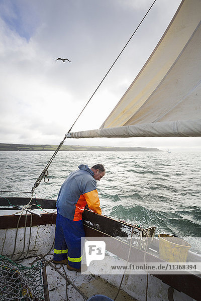 Traditionelle nachhaltige Austernfischerei. Ein Fischer auf einem Segelboot beim Sortieren des Austernfangs