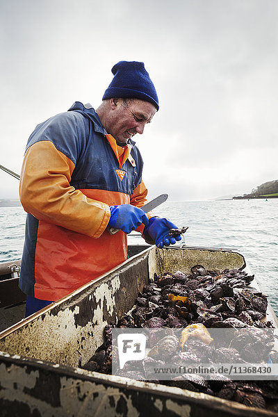 Ein Fischer  der auf einem Bootsdeck arbeitet und Austern und andere Schalentiere aussortiert. Traditionelle  nachhaltige Austernfischerei auf dem Fluss Fal.